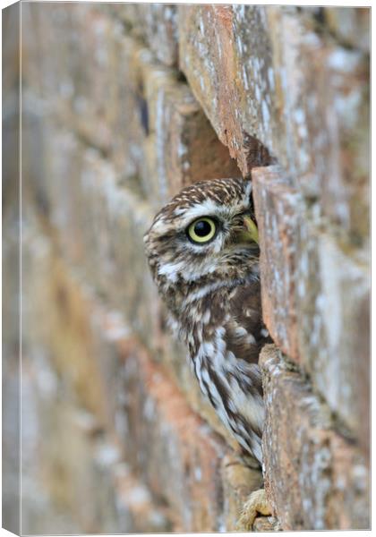 Little Owl  Canvas Print by chris smith
