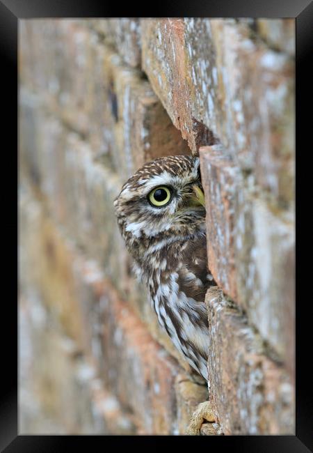 Little Owl  Framed Print by chris smith