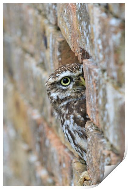 Little Owl  Print by chris smith