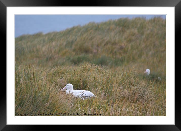 Wandering Albatross Nesting Framed Mounted Print by Carole-Anne Fooks