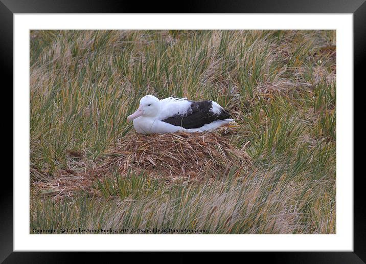 Wandering Albatross Nesting Framed Mounted Print by Carole-Anne Fooks