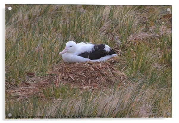 Wandering Albatross Nesting Acrylic by Carole-Anne Fooks