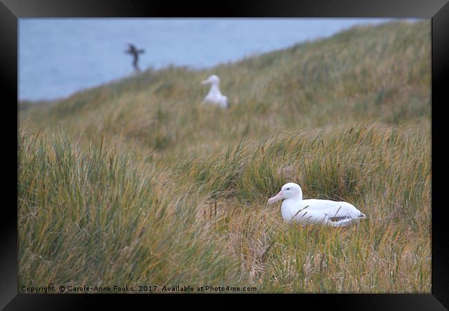 Wandering Albatross Nesting Framed Print by Carole-Anne Fooks