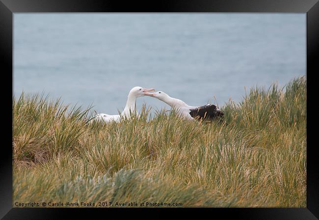 Wandering Albatross Pair Bonding Framed Print by Carole-Anne Fooks