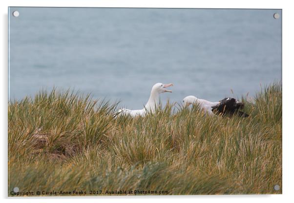 Wandering Albatross Pair Bonding Acrylic by Carole-Anne Fooks