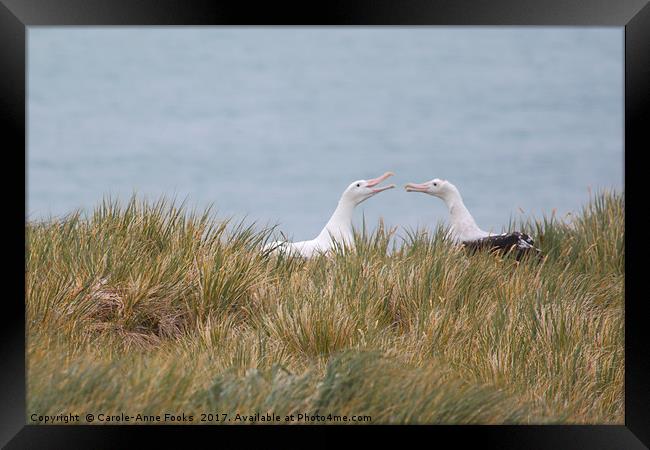 Wandering Albatross Pair Bonding Framed Print by Carole-Anne Fooks