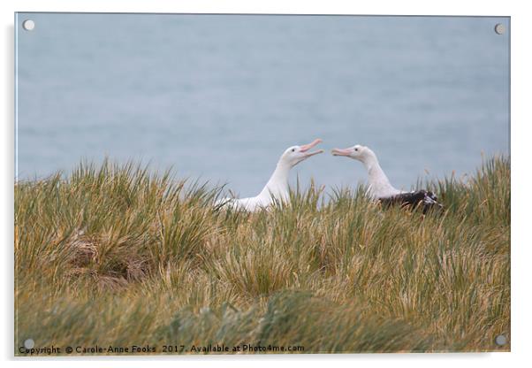 Wandering Albatross Pair Bonding Acrylic by Carole-Anne Fooks