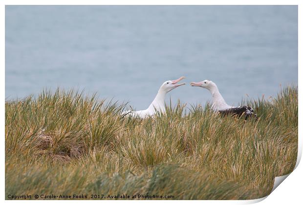 Wandering Albatross Pair Bonding Print by Carole-Anne Fooks
