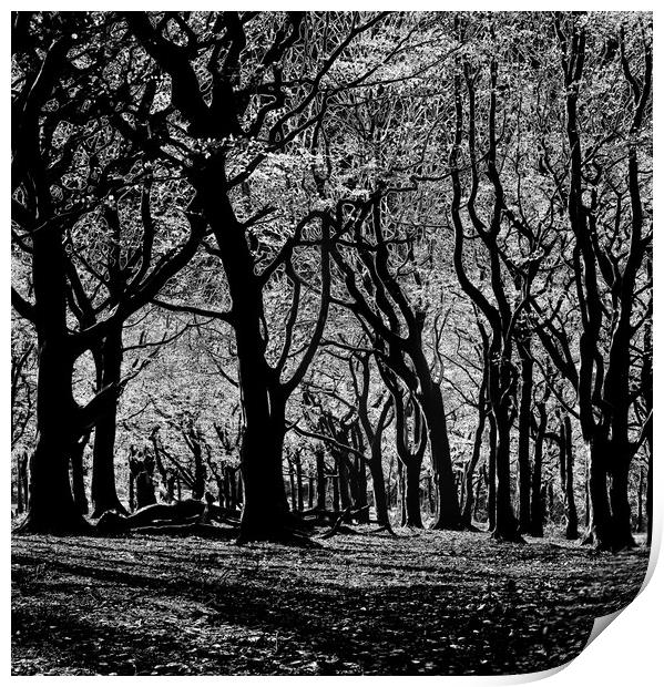 The welcoming forest Print by David McCulloch