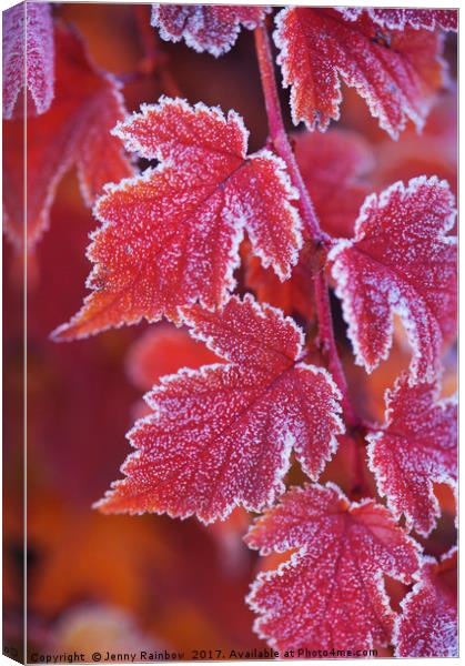 Red orange frosted leaves of Physocarpus  Canvas Print by Jenny Rainbow