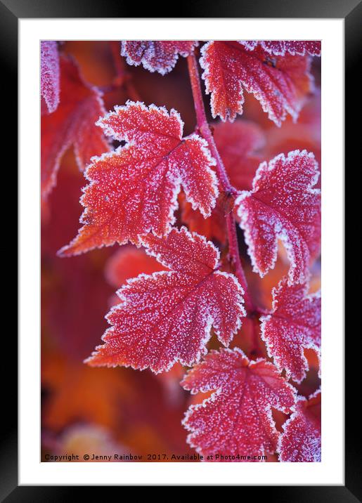 Red orange frosted leaves of Physocarpus  Framed Mounted Print by Jenny Rainbow