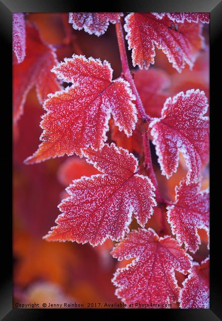 Red orange frosted leaves of Physocarpus  Framed Print by Jenny Rainbow