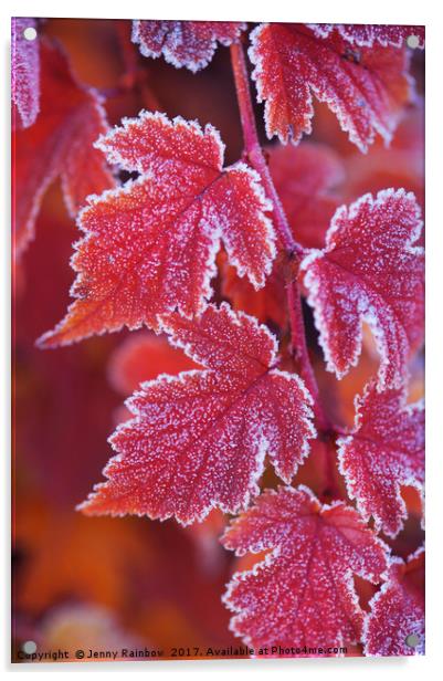 Red orange frosted leaves of Physocarpus  Acrylic by Jenny Rainbow