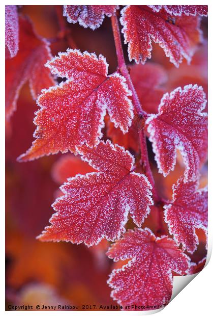 Red orange frosted leaves of Physocarpus  Print by Jenny Rainbow