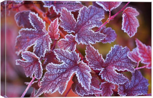 Purple frosted leaves of Physocarpus  Canvas Print by Jenny Rainbow