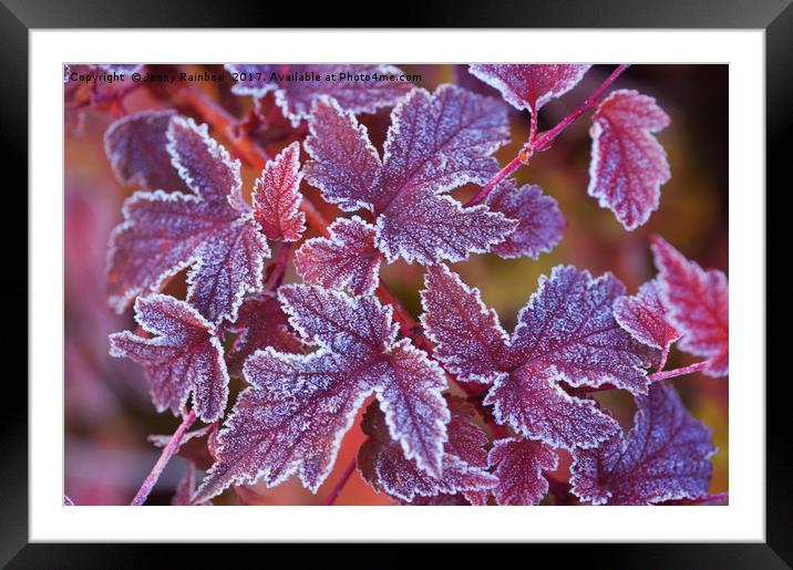 Purple frosted leaves of Physocarpus  Framed Mounted Print by Jenny Rainbow