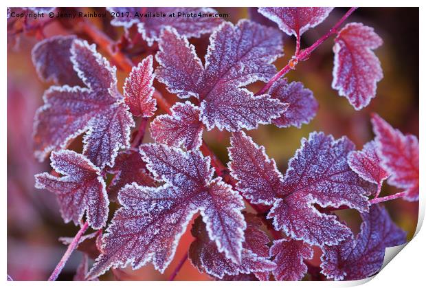 Purple frosted leaves of Physocarpus  Print by Jenny Rainbow