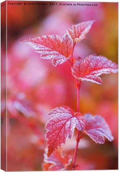 Red frosted leaves of Physocarpus  Canvas Print by Jenny Rainbow