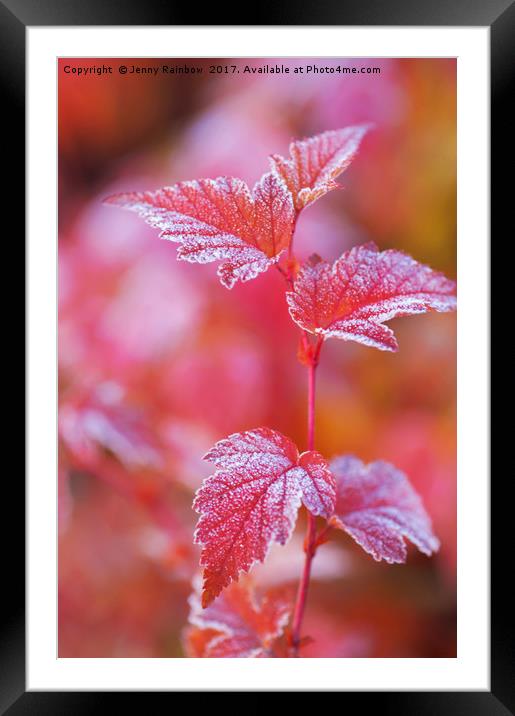 Red frosted leaves of Physocarpus  Framed Mounted Print by Jenny Rainbow