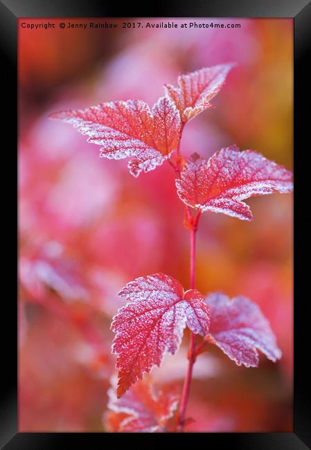 Red frosted leaves of Physocarpus  Framed Print by Jenny Rainbow