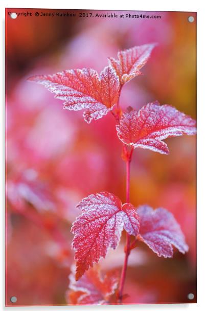 Red frosted leaves of Physocarpus  Acrylic by Jenny Rainbow
