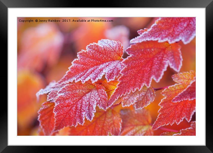Orange colored frosted leaves of Physocarpus Framed Mounted Print by Jenny Rainbow