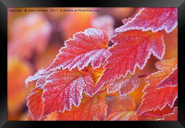 Orange colored frosted leaves of Physocarpus Framed Print by Jenny Rainbow
