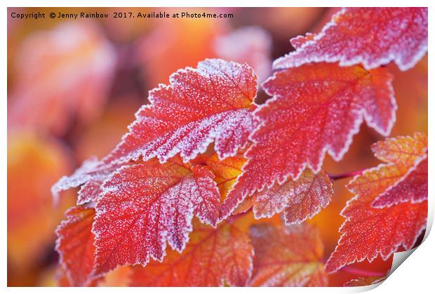 Orange colored frosted leaves of Physocarpus Print by Jenny Rainbow