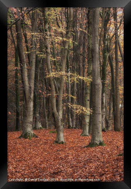 Autumn Forest Framed Print by David Tinsley