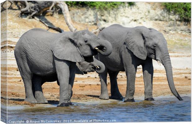 Elephants drinking on bank of Chobe River Botswana Canvas Print by Angus McComiskey