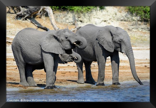 Elephants drinking on bank of Chobe River Botswana Framed Print by Angus McComiskey