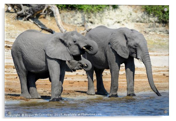 Elephants drinking on bank of Chobe River Botswana Acrylic by Angus McComiskey