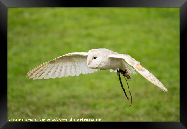A Barn Owl flying at a UK Owl sanctuary. Framed Print by Andrew Bartlett