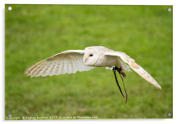 A Barn Owl flying at a UK Owl sanctuary. Acrylic by Andrew Bartlett