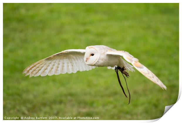 A Barn Owl flying at a UK Owl sanctuary. Print by Andrew Bartlett