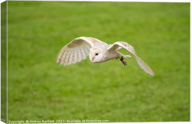 A Barn Owl flying at a UK Owl sanctuary. Canvas Print by Andrew Bartlett