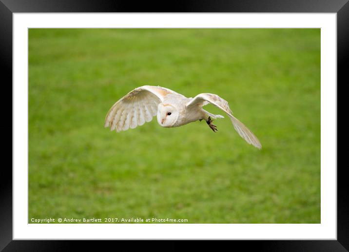 A Barn Owl flying at a UK Owl sanctuary. Framed Mounted Print by Andrew Bartlett