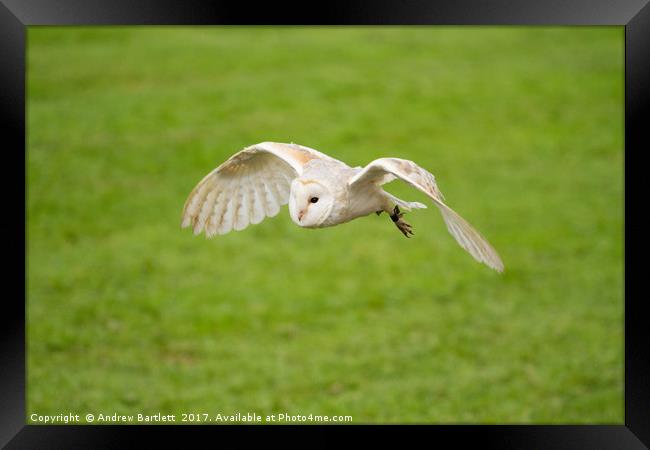 A Barn Owl flying at a UK Owl sanctuary. Framed Print by Andrew Bartlett