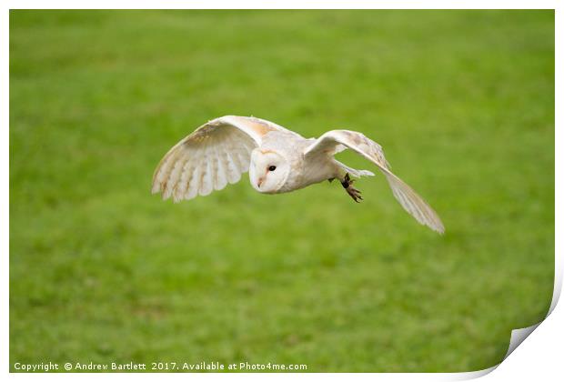 A Barn Owl flying at a UK Owl sanctuary. Print by Andrew Bartlett