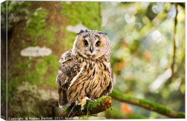 A Long Eared Owl sitting on a tree branch. Canvas Print by Andrew Bartlett