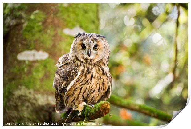 A Long Eared Owl sitting on a tree branch. Print by Andrew Bartlett
