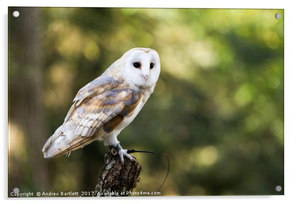 A Barn Owl sitting on a tree branch. Acrylic by Andrew Bartlett