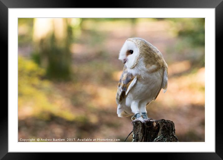 A Barn Owl sitting on a tree branch. Framed Mounted Print by Andrew Bartlett