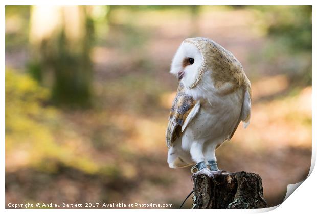 A Barn Owl sitting on a tree branch. Print by Andrew Bartlett
