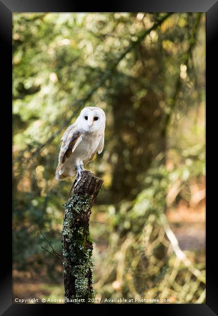A Barn Owl sitting on a tree branch. Framed Print by Andrew Bartlett