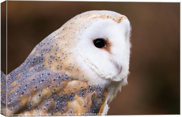A Barn Owl sitting on a tree branch. Canvas Print by Andrew Bartlett