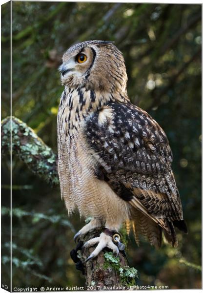 A Bengal Owl sitting on a tree branch. Canvas Print by Andrew Bartlett