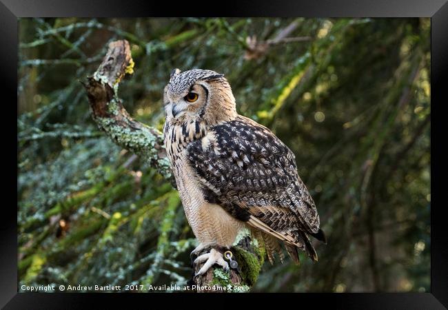 A Bengal Owl sitting on a tree branch. Framed Print by Andrew Bartlett