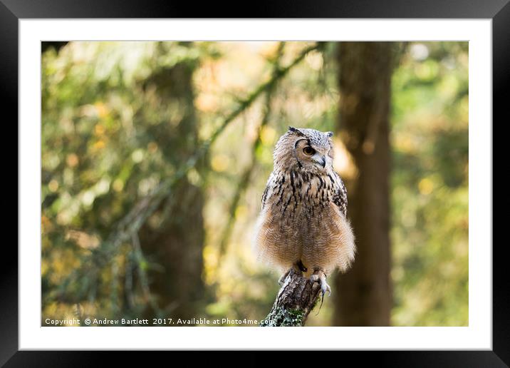 A Bengal Owl sitting on a tree branch. Framed Mounted Print by Andrew Bartlett
