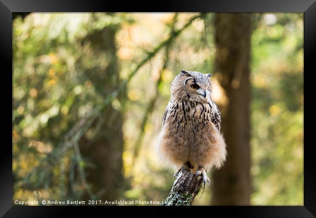 A Bengal Owl sitting on a tree branch. Framed Print by Andrew Bartlett